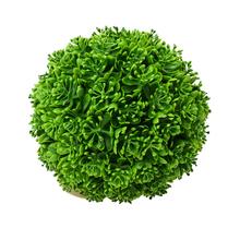 GUĽA STREDNÁ SUKULENT KVET ZELENÝ 23CM - FLORASYSTEM