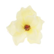 HLAVA MAGNÓLIA KRÉM 17cm BAL:12KS - FLORASYSTEM