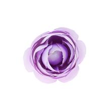 HLAVA RANUNKULUS 4CM BAL.12KS FIALOVÁ - FLORASYSTEM