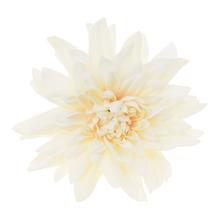 HLAVA DAHLIA 10CM BAL.12KS KRÉM - FLORASYSTEM