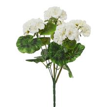 KYTICA ZONALKA x6 KRÉM 38CM - FLORASYSTEM