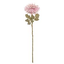 KS CHRYZANTÉMA RUŽOVÁ STRAPATÁ 65CM - FLORASYSTEM