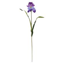 KS IRIS x1 FIALOVÝ 55CM - FLORASYSTEM