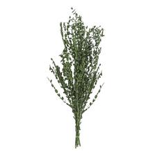 OLIVOVNÍK SUŠINA ZELENÁ - FLORASYSTEM