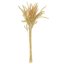 Sušený jačmeň zelený