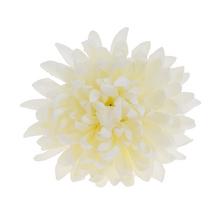 HLAVA CHRYZANTÉMA BIELA P:10CM BAL:12KS - FLORASYSTEM
