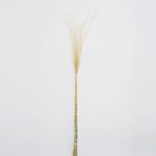 Stypha - pierko Natural/zv - FLORASYSTEM