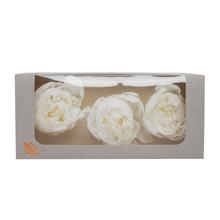 Pivonka preparovaná WHITE - FLORASYSTEM