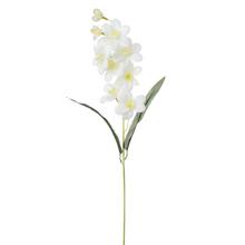 KS ORCHIDEA BIELA 64cm - FLORASYSTEM