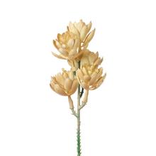 ZÁPICH SUKULENT BÉŽOVÝ 18CM - FLORASYSTEM