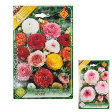 RANUNCULUS - FLORASYSTEM