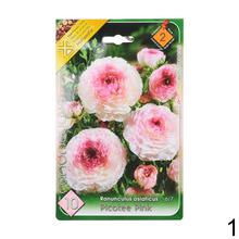 Semená ranunculus v rôznych farbách.