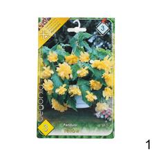 Cibuľka Begonia Mix s bohatými kvetmi v odtieňoch ružovej a červenej.