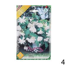 Cibuľka Begonia Mix s bohatými kvetmi v odtieňoch ružovej a červenej.