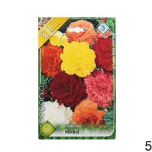 Cibuľka Begonia Mix s bohatými kvetmi v odtieňoch ružovej a červenej.