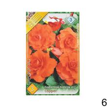 Cibuľka Begonia Mix s bohatými kvetmi v odtieňoch ružovej a červenej.