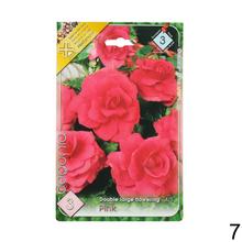 Cibuľka Begonia Mix s bohatými kvetmi v odtieňoch ružovej a červenej.