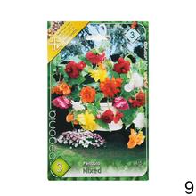 Cibuľka Begonia Mix s bohatými kvetmi v odtieňoch ružovej a červenej.