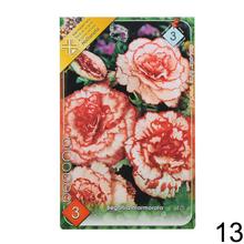 Cibuľka Begonia Mix s bohatými kvetmi v odtieňoch ružovej a červenej.