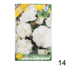 Cibuľka Begonia Mix s bohatými kvetmi v odtieňoch ružovej a červenej.