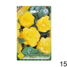 Cibuľka Begonia Mix s bohatými kvetmi v odtieňoch ružovej a červenej.