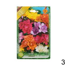 Zmes cibuľovín Freesia v rôznych farbách.