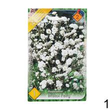 Obal semien gypsophily s bielymi kvetmi.