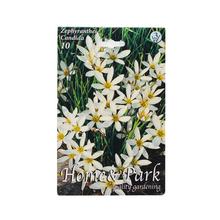 Cibuľoviny Zephyranthes Candida s bielymi kvetmi.