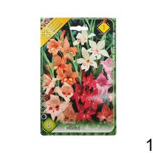 Zmes cibuľovín gladiolov v rôznych farbách.