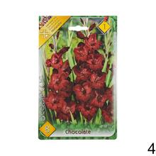 Zmes cibuľovín gladiolov v rôznych farbách.