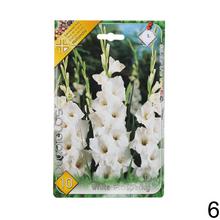 Zmes cibuľovín gladiolov v rôznych farbách.