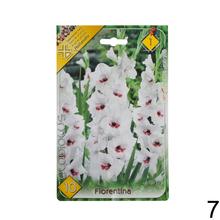 Zmes cibuľovín gladiolov v rôznych farbách.