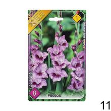 Zmes cibuľovín gladiolov v rôznych farbách.