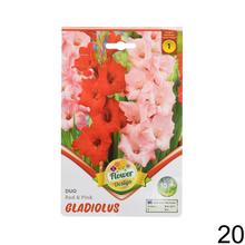 Zmes cibuľovín gladiolov v rôznych farbách.