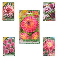 DAHLIA MIX - FLORASYSTEM
