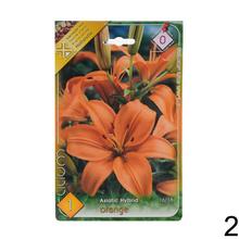 Cibuľoviny LALIA asiatic žltá a oranžová