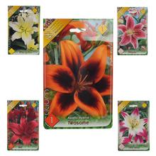 Sada cibuliek ĽALIA asiatic MIX s rôznymi farbami kvetov.