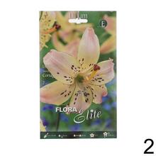 Sada cibuliek ĽALIA asiatic MIX s rôznymi farbami kvetov.