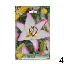 Sada cibuliek ĽALIA asiatic MIX s rôznymi farbami kvetov.