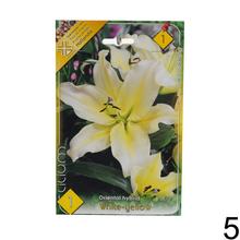 Sada cibuliek ĽALIA asiatic MIX s rôznymi farbami kvetov.