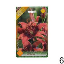 Sada cibuliek ĽALIA asiatic MIX s rôznymi farbami kvetov.