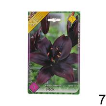 Sada cibuliek ĽALIA asiatic MIX s rôznymi farbami kvetov.