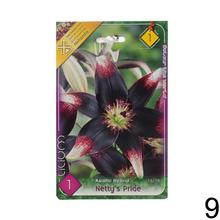 Sada cibuliek ĽALIA asiatic MIX s rôznymi farbami kvetov.