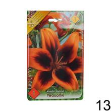 Sada cibuliek ĽALIA asiatic MIX s rôznymi farbami kvetov.