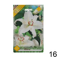 Sada cibuliek ĽALIA asiatic MIX s rôznymi farbami kvetov.