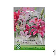 Veľký balík - LILIUM MIX, 5 ks cibúľ.