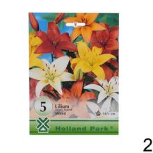 Veľký balík - LILIUM MIX, 5 ks cibúľ.