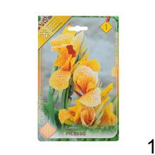 Semená Canna Mix s rôznymi odrodami kvetov.