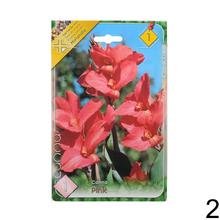 Semená Canna Mix s rôznymi odrodami kvetov.