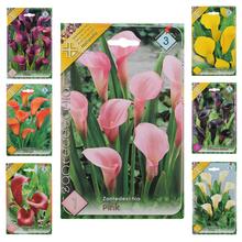 Zantedeschia mix s rôznymi farbami kvetov.